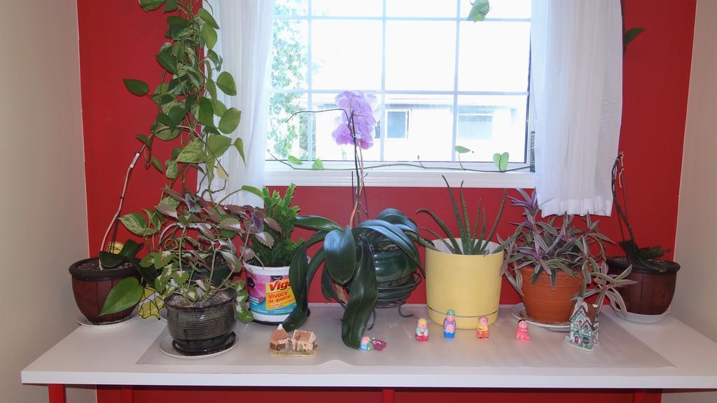 Brother Li Homestay YYC Eksteriør bilde